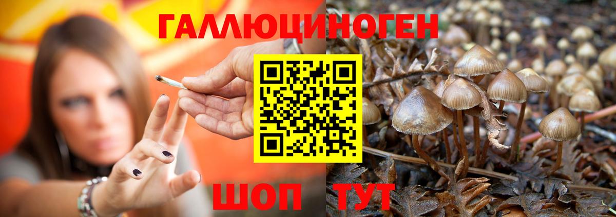 Галлюциногенные грибы Psilocybine cubensis Красноярск
